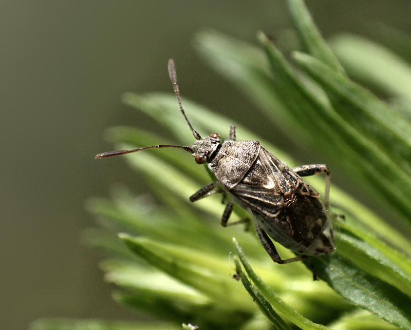 Rhopalidae: Stictopleurus gr. punctatonervosus/crassicornis